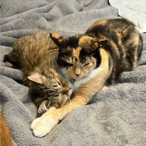 Meet your Posher, Abreyanna